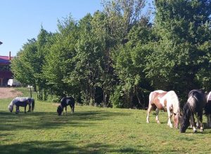 Echitație și trasee turistice în natură